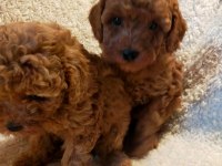 Ankranın en seçkin toy poodle yavruları ziyarete açık