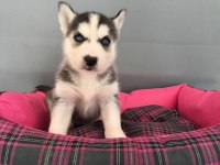HUSKY BEBEKLER (HER RENK)