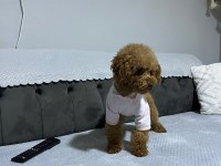 2.5 Yaşında Full Eğitimli Aşılı Poodle