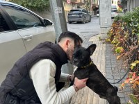 7 aylık merle french bulldog
