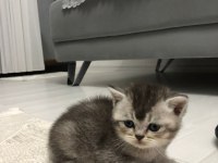 25 Nisan doğumlu british shorthair yavrularım