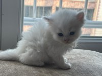 British longhair yavru