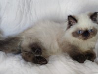 ÇOK GÜZEL VE ÖZEL PANDA EXOTİC SHORTHAİR