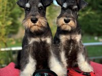 Miniature Schnauzer Black and Silver (FCI Pedigree)