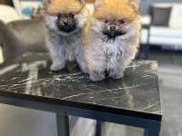 Ayı yavruları gibi pomeranian