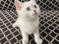 Blue Point British Shorthair Kızımız Yeni Yuvasını Arıyor