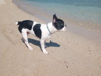 Fransız bulldog 7 aylık
