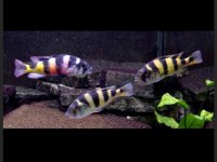 Sahte Frontoza Haplochromis Latifaciatus