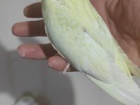 Yeni yeme düşen lutino kırmızı göz sultan papağanı