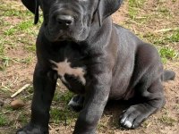 Dev Boy Cane Corso Yavruları Güçlü ve İri Yapı