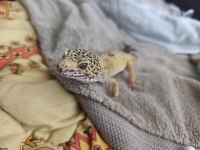 Uysal Gecko