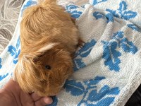 Safkan Peruvian Ginepig