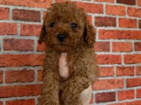 Sevimli bebek köpekler yeni sahiplerini bekliyor