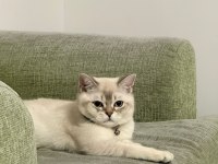 Sahiplendirilecek british shorthair 8 aylık