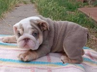 SİTENİN EN GÜZEL İNGİLİZ BULLDOG BEBEKLERİ