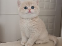 Show Kalitede Özel Çikolata Golden British Dişi