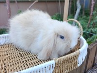 Hollanda teddy lop tavşanı yavrular