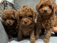 Mükemmel red brown toy poodle yavrular