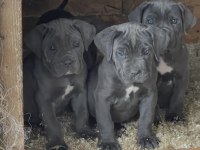 Cane Corso Köpekler İçin Ulaşın