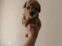 Toy Poodle Köpeği 40 Günlük
