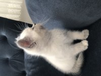 Boncuk göz british longhair