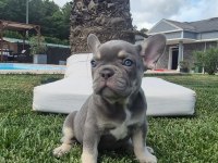 Blue Eye French Bulldog Çiftlikten 