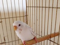 BEYAZ KARMA RENK GÜZELİ DİŞİ MUHABBET KUŞU