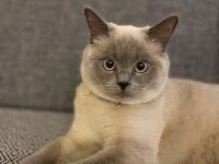 British shorthair dişi