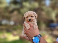 Gerçek Maltipoo yavrularımız