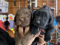 Safkan labrador yavruları