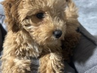 3 aylık yavru poodle
