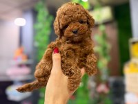 KIVIRCIK POODLE BEBEĞİM