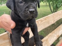 Siyah Panter Cane Corso Bebişler