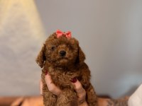 Minicik toy poodle kızlar