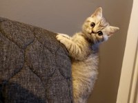 Anne Altından Silver British Shorthair Yavrumuz