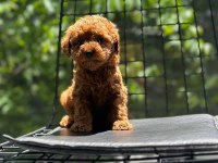 Tatlı toy poodle bebeklerim