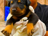 Doberman yavrularımız