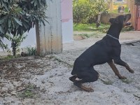 1 yaşın King Doberman