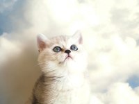 Safkan british shorthair bebeğimiz