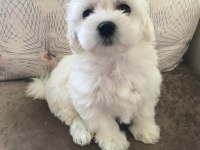 Tarım ve Orman Bakanlığı Ruhsatlı Maltipoo Ve Maltese