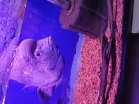 Ele alışık vahşi flowerhorn