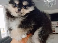 Pomeranian boo black tan köpeğimiz