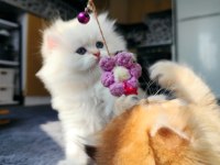 Full şecereli british longhair prensese yuva arıyorum