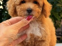 Maltipoo Teddy Surat Party Colour