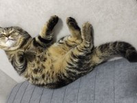 Uyku arkadaşı stres ilacı Balımmm kedim