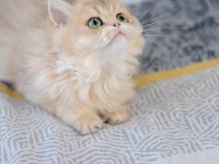 British Longhair Ay11 Dişi