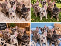 Egzotik french bulldog yavrularımız