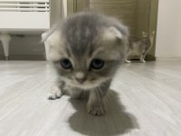 4 adet dişi erkek yavru kediler mevcut