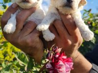 Maltese-Terrier Çok Sevimli Yavrular