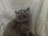 Scottish fold straight